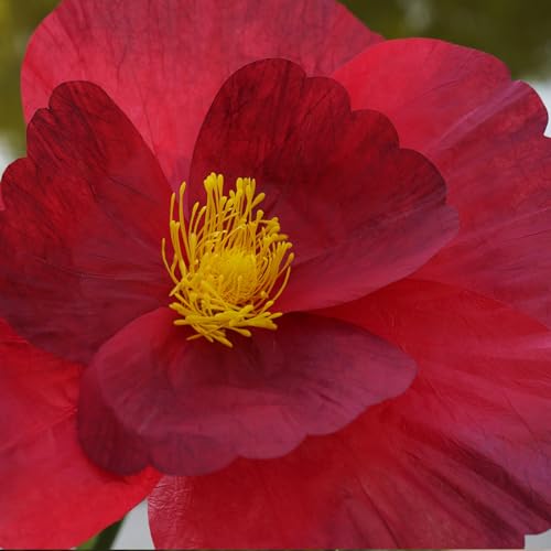 Giant Flowers,Oversized Artificial Flower with Gradient Petals,Large Paper Floral Decor with Stand for Wedding Backdrops, Event Parties, Photo Booth Props, Home Decoration (red) - color: Red