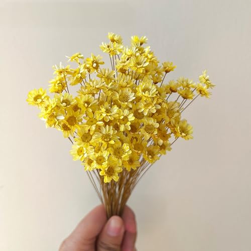 Natural - Dried - Flowers Brazilian Small Star Daisy Dried Decorative Mini Chamomile Bouquet for Wedding Floral Arrangements Home Decorations Valentine's Day Gifts (200 Stems) (Yellow ) - color: Yellow