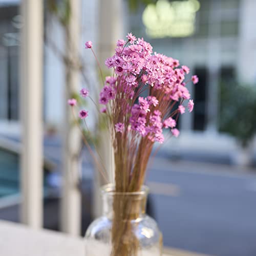 Natural - Dried - Flowers Brazilian Small Star Daisy Dried Decorative Mini Chamomile Bouquet for Wedding Floral Arrangements Home Decorations Valentine's Day Gifts (200 Stems) (Light Purple ) - color: Light Purple