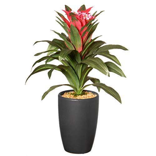 National Tree Guzmania with Flowers Plant, 13", Multi