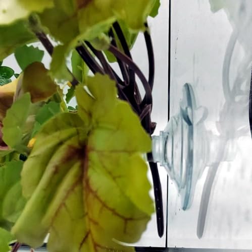 2 Pack Reptile Plants for Terrarium, Amphibian Habitat Decor Artificial Hanging Plants with Suction Cup, Gecko Chameleon Snake Tortoise Tank Accessories-Fake Heuchera Micrantha Yellow - color: Heuchera Micrantha Yellow