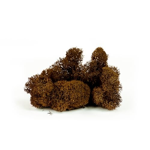 SuperMoss Super Moss (23090 Reindeer Moss Preserved, Brown, 2oz - color: Brown, size: 2 Ounce