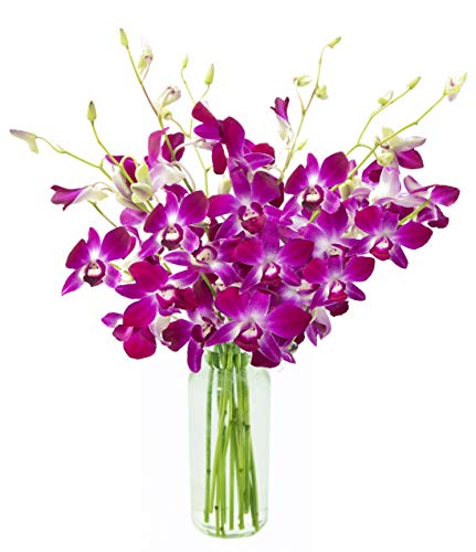 KaBloom - Bouquet of Purple Orchids from Thailand with Vase - Fresh Flowers for Birthday, Valentine's & Mother's Day - color: Purple, size: 10 count, style: With Vase