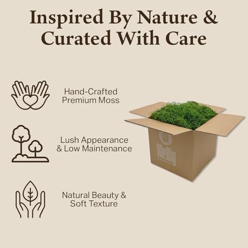 Preserved Spanish Moss - Decorative Moss - Dried Moss for Crafts, Home Decor, Art, Design & DIY Projects - for Indoor Use - Green Apple - Standard Box - Covers 10-12 sq. ft. - color: Green Apple, size: Large