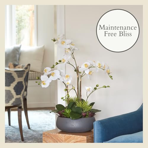 CG Hunter Faux Orchid Plant w/Succulents, Premium Artificial Indoor Flower Display Stands 24” w/Beautiful Sculptural Blooms and Succulents That Lasts Forever, Grey Planter Pot Included - size: 24" White Orchid With Succulents