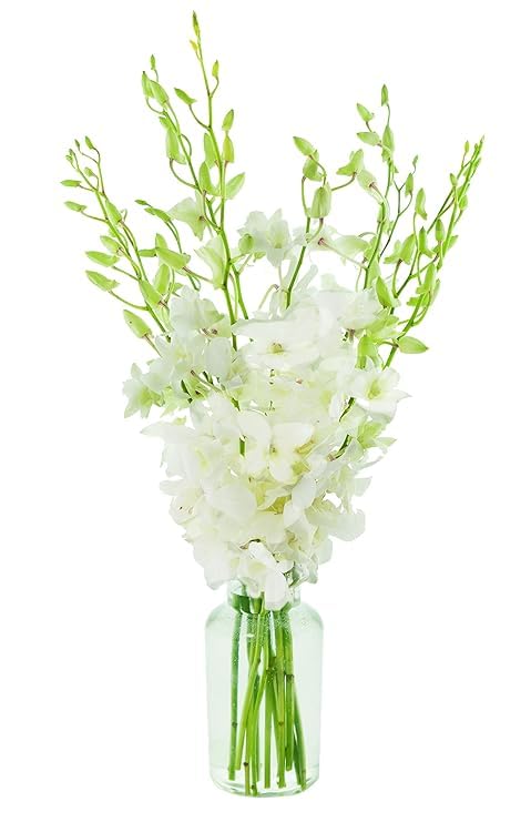 KaBloom - 10 White Orchid Without Vase - Fresh Flowers for Birthday, Valentine's & Mother's Day - color: White Orchid, style: With Vase