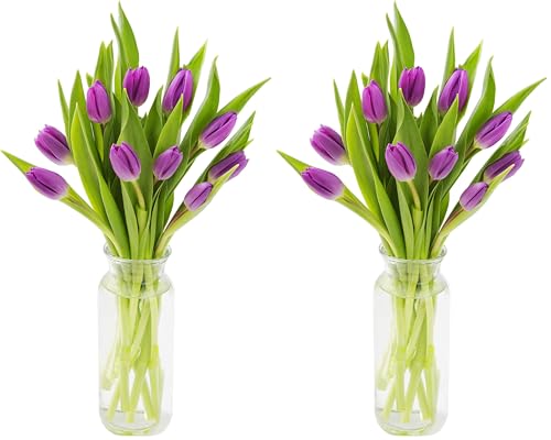 KaBloom PRIME NEXT DAY DELIVERY - Bouquet of 10 Fresh Purple Tulips with Vase .Gift for Birthday, Sympathy, Anniversary, Get Well, Thank You, Valentine, Mother’s Day Fresh Flowers (Pack of 2) - color: Purple, size: 10 (Pack of 2), style: With Vase