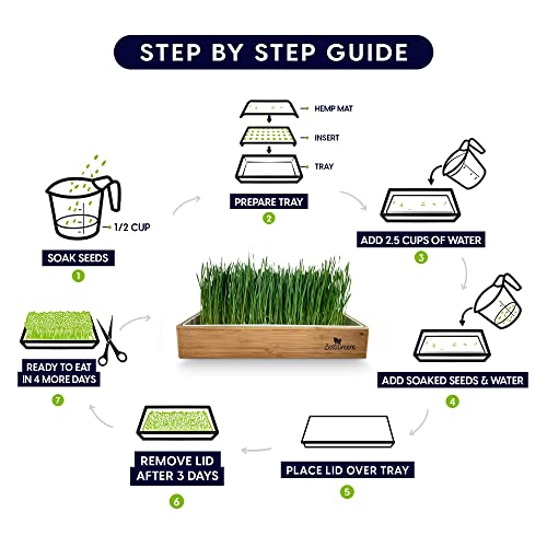 Self-Watering Cat Grass Kit – Grow Fresh, Living Cat Grass at Home in 5–7 Days | No Soil, No Mess | Organic Wheatgrass Seeds | Large Reusable Indoor Tray - color: Self Watering Cat Grass Kit