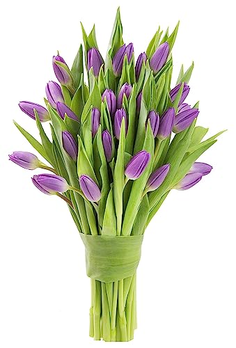 KaBloom Flowers - Valentine Collection - Bouquet of 20 Purple Tulips Farm-Fresh From Holland without vase. Gift for Birthday, Sympathy, Get Well, Thank You, Valentine, Mother’s Day Fresh Flowers - color: Purple, size: 20, style: Without Vase