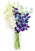 KaBloom - 5 Blue and 5 White Orchid with Vase - Fresh Flowers for Birthday, Valentine's & Mother's Day - color: Blue and white orchid, style: With Vase