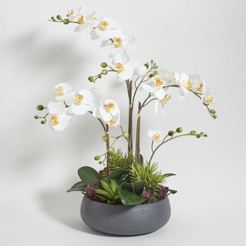CG Hunter Faux Orchid Plant w/Succulents, Premium Artificial Indoor Flower Display Stands 24” w/Beautiful Sculptural Blooms and Succulents That Lasts Forever, Grey Planter Pot Included - size: 24" White Orchid With Succulents