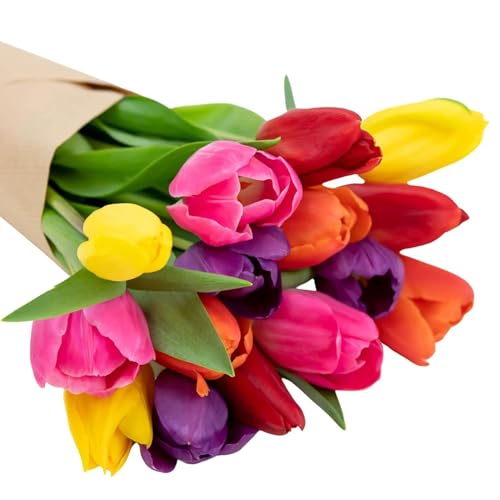Stargazer Barn 15 Stem Rainbow Tulips Bouquet - Fresh Cut Flower Delivery, Hand-Tied in the USA, Gift for Birthday, Anniversary, Sympathy or Home Decor - Vase Not Included - color: Rainbow