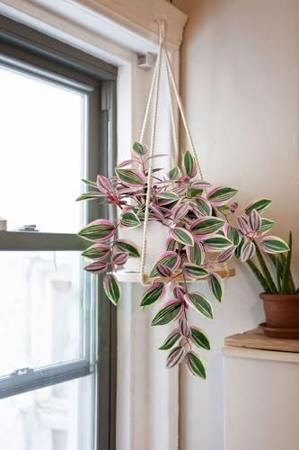 GnFlus Fake Hanging Plants in Ceramic Pot, 20 Inch Artificial Pink Ivy Leaves Plant Faux Greenery Vine Plants for Home Bedroom Office Table Shef Desk Indoor Outdoor Decor Pink - color: Pink-ceramic Pot
