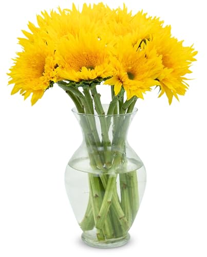 Stargazer Barn 10 Stem Starburst Panache Sunflower Bouquet - Fresh Cut Flower Delivery, Hand-Tied in the USA, Gift for Birthday, Anniversary, Sympathy or Home Decor - Vase Not Included - color: Seasonal