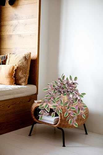 Briful Faux Plants Indoor 17.7in Fake Watermelon Peperomia Plant in Gold Pot with Realistic Silk Pink Leaves Artificial Potted Plant for Home Office Table Shelf Desk Modern Room Decor - color: White Pink-gold Pot
