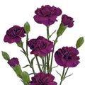 Farm2Door BKE Carnations, Purple Premium Mini, 6 Count - size: 6 Count