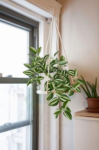 GnFlus Fake Hanging Plants, 20 Inch Artificial Ivy Plant in Ceramic Pot Faux Vine Potted for Home Bedroom Office Table Shef Desk Indoor Outdoor Decor (Green/White) - color: Green/White-ceramic Pot