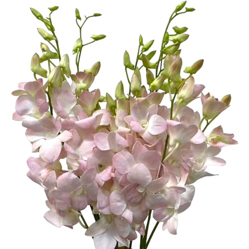 20 pink orchids fresh cut flowers gift birthday anniversary Valentine's Day flowers Dendrobium