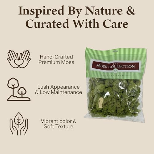 Preserved Reindeer Moss - Moss for Crafts, Home Decor, Art, Design & DIY Projects - Non-Toxic - USA Made (Spring Green, Medium) - color: Spring Green, size: Medium