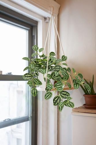 GnFlus Fake Hanging Plants, 20 Inch Artificial Ivy Plant in Ceramic Pot Faux Watermelon Peperomia Trailing Vine Plant Potted for Home Bedroom Office Table Shef Desk Indoor Outdoor Decor Green - color: Green-ceramic Pot