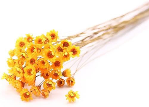 100 Stems Natural Dry Flowers Brazilian Small Star Daisy Decorative Dried Flowers Mini Daisy Chamomile Bouquet for Wedding Floral Arrangements Home Decorations (Orange) - color: Orange