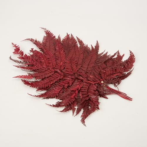 Preserved Real Green Ferns Dried Green Fern Tips Stems Wedding Garlands Home Decorations Bouquets Flower Arrangements Wall Hanging Dried (Red) - color: Red
