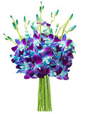 KaBloom - "National" Collection Exotic Sapphire Orchid Bouquet of Blue Orchids - Fresh Flowers for Birthday, Valentine's & Mother's Day - color: Blue, style: Without Vase