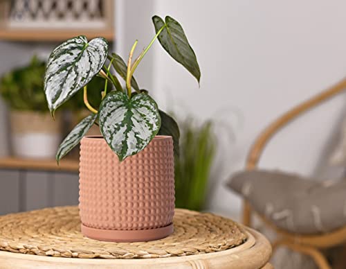 D'vine Dev 6 Inch Terracotta Beaded Planter Pot - Flower Pot with Drainage Hole and Saucer for Indoor Succulent Plants or Flowers, Terracotta, 27-C-X-7 - color: Terracotta, size: 5.8 Inch