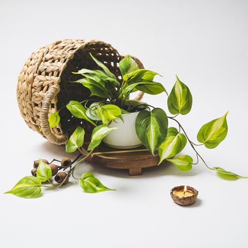 Kurrajong Farmhouse Light Green Fake pothos Plant | Fake Plant for Shelf Decor | Artificial Trailing Ivy Plant with 5" Wide Ceramic Pot | Faux pothos | Feaux Pothos