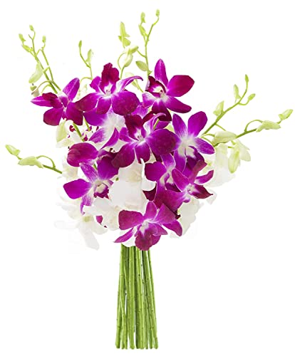 KaBloom - 10 Purple and 10 White Orchid - Fresh Flowers for Birthday, Valentine's & Mother's Day - color: Purple and White, style: Without Vase