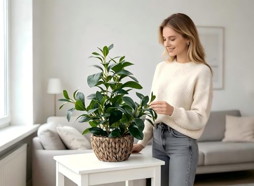AlphaAcc 18.8 Inch Artificial Ficus Plant Indoor Faux Greenery Potted in Rattan Woven Basket Planter with Decorative Pebbles Realistic Fake Plant for Home Living Room Office Table Desk Shelf Decor - color: Green Ficus Plant 18.8" H
