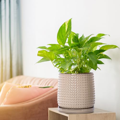 D'vine Dev 6 Inch Ceramic Beaded Stoneware Planter Pot - Flower Pot with Drainage Holes and Saucers for Indoor Succulent Plants or Flowers, Light Brown, 27-C-X-4 - color: Light Brown, size: 5.8 Inch