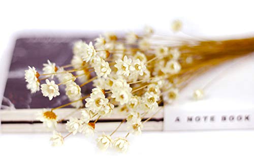 100 Stems Natural Dry Flowers Brazilian Small Star Daisy Decorative Dried Flowers Mini Daisy Chamomile Bouquet for Wedding Floral Arrangements Home Decorations (White) - color: White