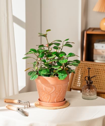 Melphoe Plant Pots Indoor with Drainage & Saucer, 2Pack 7 inch Flower Pots Outdoor Planters for Indoor Plants Garden Home Decor Cactus Succulent, Rigid Plastic (Imitation-Terracotta) Vine-Embossed - color: Terracotta Color, size: 7''