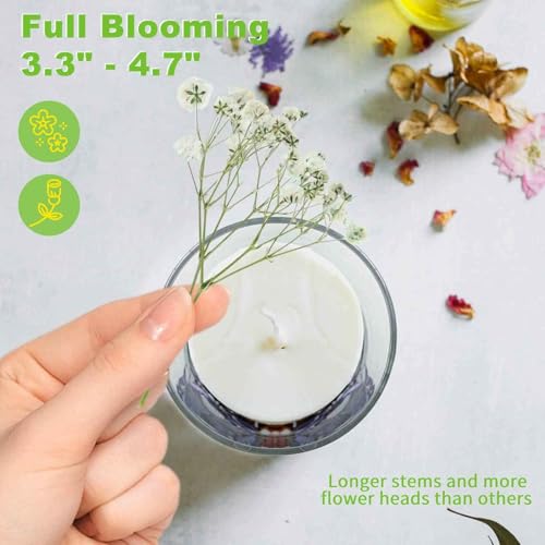 90Pcs Mini Dried Pressed Baby's Breath Flowers Bulk - Natural Flat Real White Gypsophila Baby Breath, Pressed Flowers for Resin, Frame Art, Scrapbooking, Wedding Invitation