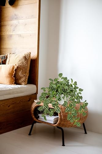 Briful Faux Plant Indoor, 17.7" Artificial Watermelon Peperomia Trailing Plant in White Plastic Pot, Realistic Fake Cascading Greenery for Cabinet Shelf Bathroom Office Table Home Kitchen Decor - color: Forest Green Variegated