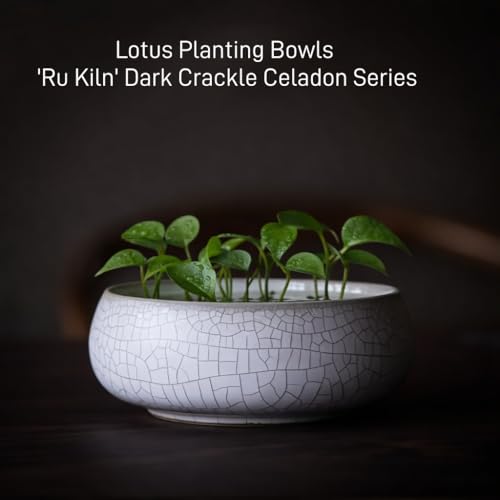 2 Pack Lotus Bowl Planter, Large 7.5'' & Small 6'' Shallow Lotus Pots for Water Planting, Drainage-Free Ceramic Hydroponic Bowl for Lotus Seeds, Ikebana, Succulents & Water Lilies (Kiln Split) - color: Kiln Split
