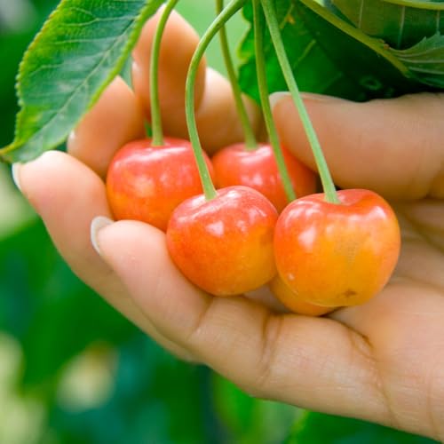 Brighter Blooms Rainier Cherry Tree, 4-5 ft. | No Shipping to AK, AZ, CA, CO, HI, ID, OR, WA - size: 4-5 ft.