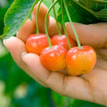 Brighter Blooms Rainier Cherry Tree, 5-6 ft. | No Shipping to AK, AZ, CA, CO, HI, ID, OR, WA - size: 5-6 ft.