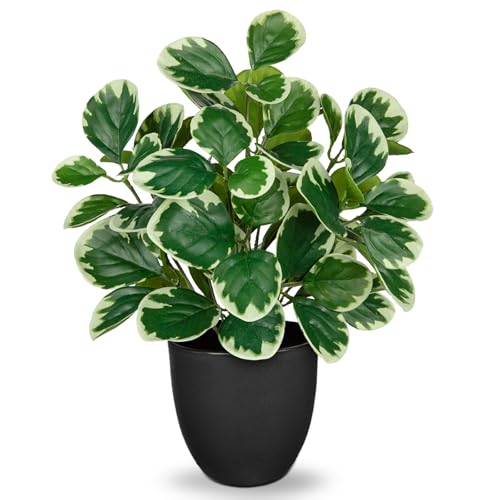 Villa Como 14.5" Artificial Plants Indoor Home Decor, Fake Potted Silk Plants for Shelves Living Room Decorative, Small Artificial Office Desk Plant in Pots, Faux Peperomia Hope Tropical House Plant - color: #Funny White Margin