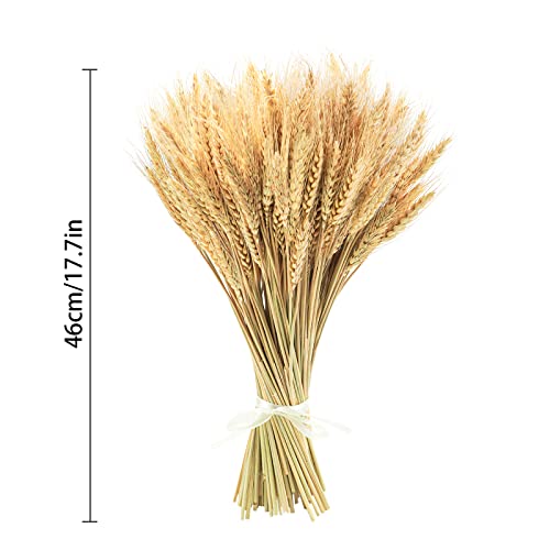 Uieke 600 Stems Dried Wheat Stalks, 17.7 Inches Dried Flowers 100% Natural Wheat for Home Kitchen Wedding Party Table Centerpiece Harvest Wreath Boho Farmhouse DIY Decoration - color: 600 Pcs