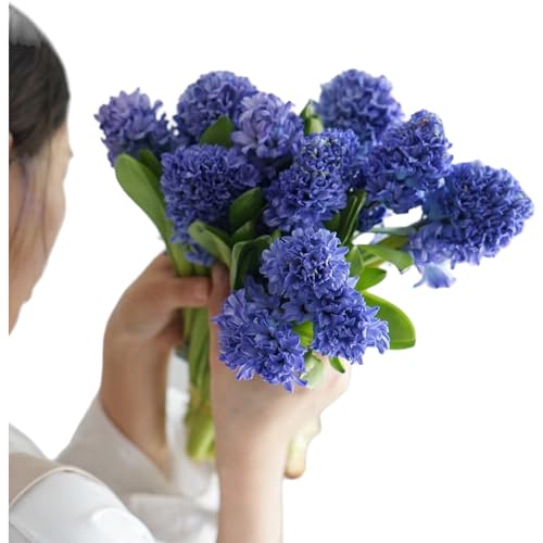 15 Stems Hyacinth Randomly Mix Colors Fresh Cut Flowers Arrangement Gifts For Home Decoration Birthdays Anniversaries Healing Sympathy Friendship and Love