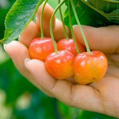 Brighter Blooms Rainier Cherry Tree, 3-4 ft. | No Shipping to AK, AZ, CA, CO, HI, ID, OR, WA - size: 3-4 ft.