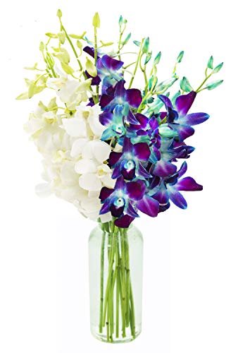 KaBloom - Starry Night in the Tropics Bouquet of Blue and White Orchids with Vase - Fresh Flowers for Birthday, Valentine's & Mother's Day - color: Blue and White, size: 10 count, style: With Vase