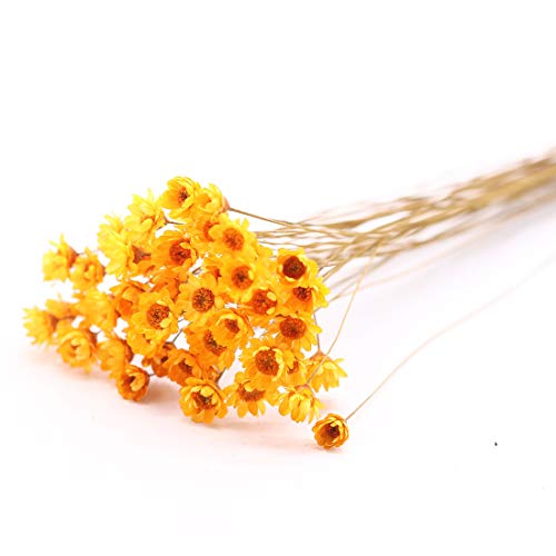 100 Stems Natural Dry Flowers Brazilian Small Star Daisy Decorative Dried Flowers Mini Daisy Chamomile Bouquet for Wedding Floral Arrangements Home Decorations (Orange) - color: Orange