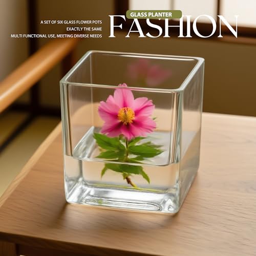 Set of 6 Square Glass Vases for Centerpieces – 4" x 4" x 4" Clear Short Vases, Flower Vase, Plant Terrariums, or Candle Holders for Wedding Centerpieces, Office Decor, Home Décor, Parties - size: 4in-6pcs