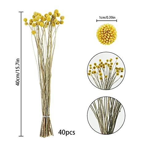 Uieke 40Pcs Natural Dried Flowers Dried Craspedia Billy Balls Flowers, Dried Billy Buttons 16" Yellow Flowers Arrangements for Farmhouse Wedding Home Party DIY Decor - color: Yellow-11mm-40pcs