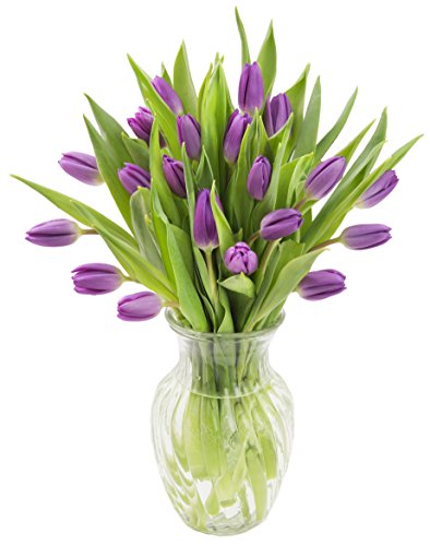 KaBloom - 20 Purple Tulips with Vase Direct Fresh - Fresh Flowers for Birthday, Valentine's & Mother's Day - color: Purple, size: 20, style: With Vase