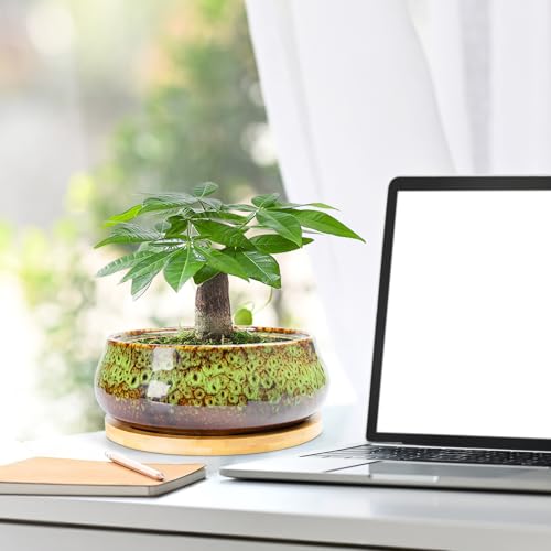 ARTKETTY Succulent Pots - 8 Inch Plant Pot, Large Bonsai Pots with Drainage Tray, Ceramic Planters for Indoor Outdoor Plants, Round Shallow Cactus Flower Plant Container Bowl Decorative Home Garden - color: Green