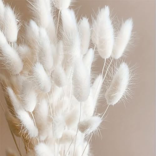 Bunny Tails Dried Flowers 100pcs Dried Pampass Grass Decor Bunny Tail Floral Stems 17 Inch Dried Flowers for Boho Decor Home Wedding Decoration Plants (White) - color: White